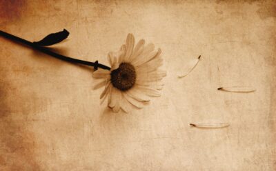 A single daisy with fallen petals on a textured vintage background, creating a nostalgic feel.